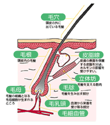 毛周期と脱毛